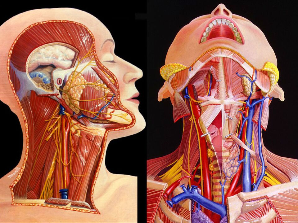 анатомія шиї
